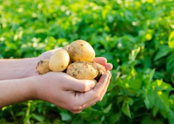 Ajutorul de minim de 200 euro/ha – aprobat de Guvern. Cererile se depun până pe 19 mai