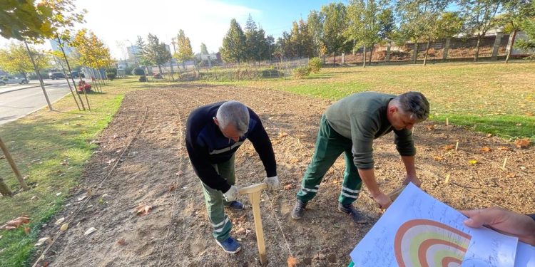 S.C. Salpitflor Green S.A. a început plantarea bulbilor de lalea în municipiul Pitești