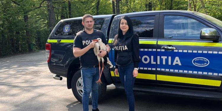 Barză rănită, salvată de polițiștii Biroului pentru Protecția Animalelor Argeș