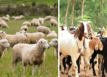 S-a mărit subvenția APIA la ovine și caprine! Diferența, în conturi până pe 30 iunie