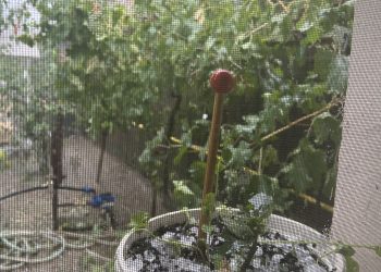 Natura s-a DEZLĂNȚUIT! Grindina a făcut prăpăd în Argeș!
