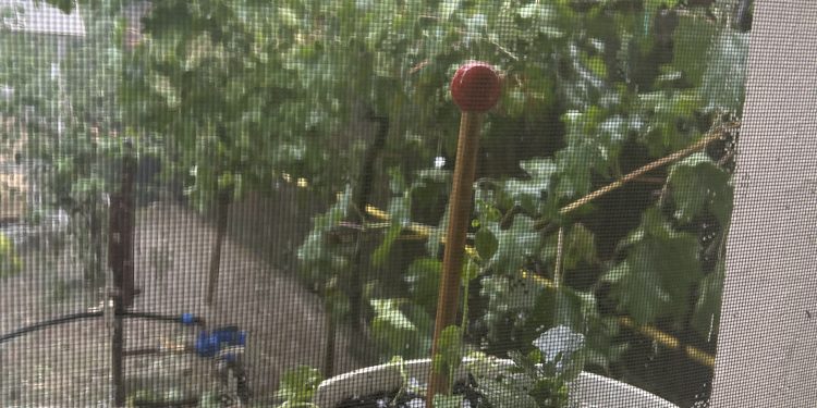 Natura s-a DEZLĂNȚUIT! Grindina a făcut prăpăd în Argeș!