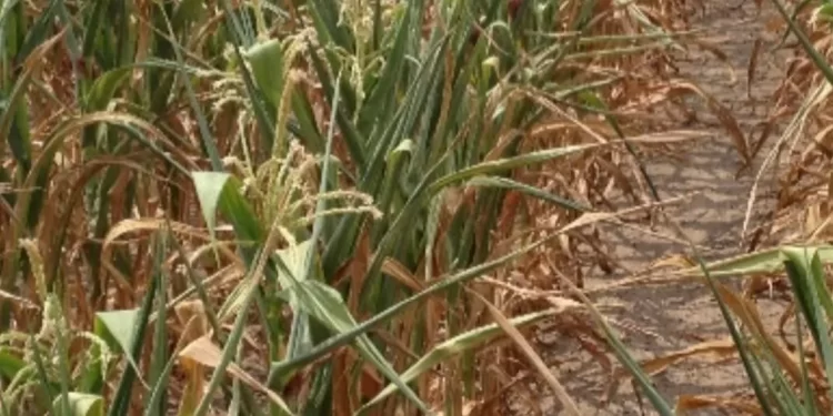 Secetă pedologică puternică în cultura de porumb neirigat, în aproape toate regiunile agricole din ţară