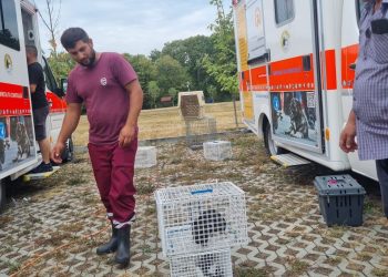 A cincea campanie de sterilizare gratuită din acest an la Mioveni