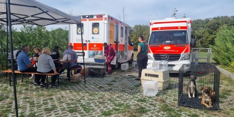 35 de animale, sterilizate în campania de la Făget, Mioveni
