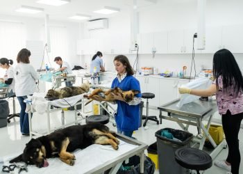 O declarație de lupta împotriva crimelor fără sens. Un model proiect, dă speranţă câinilor persecutaţi