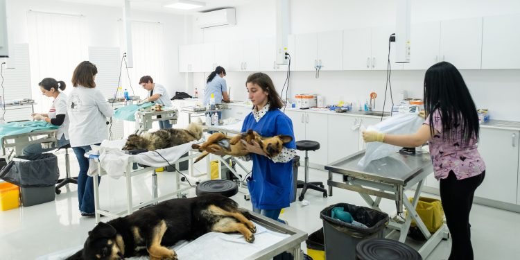 O declarație de lupta împotriva crimelor fără sens. Un model proiect, dă speranţă câinilor persecutaţi