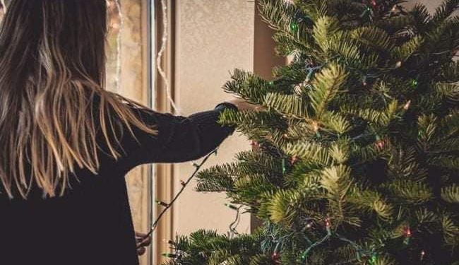 SEdC Mioveni colectează gratuit brazii de Crăciun!