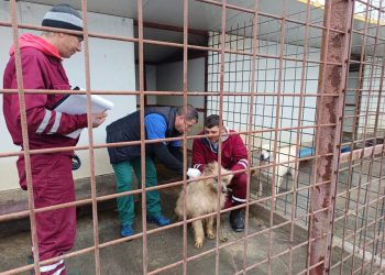 Mioveni: Adăpostul de câini fără stăpân desfășoară campania anuală de vaccinare a câinilor