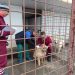 Mioveni: Adăpostul de câini fără stăpân desfășoară campania anuală de vaccinare a câinilor