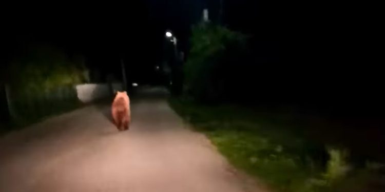 VIDEO/ Urs surprins pe străzile unei comune din Argeș