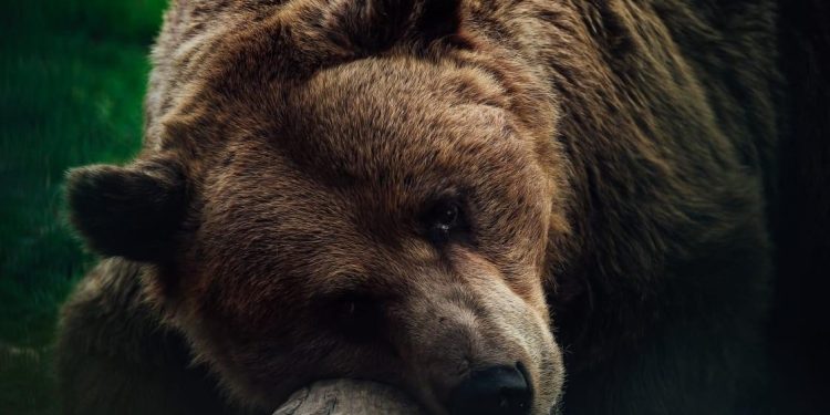 Zoo Pitești – deschisă spre vizitare, de Rusalii!