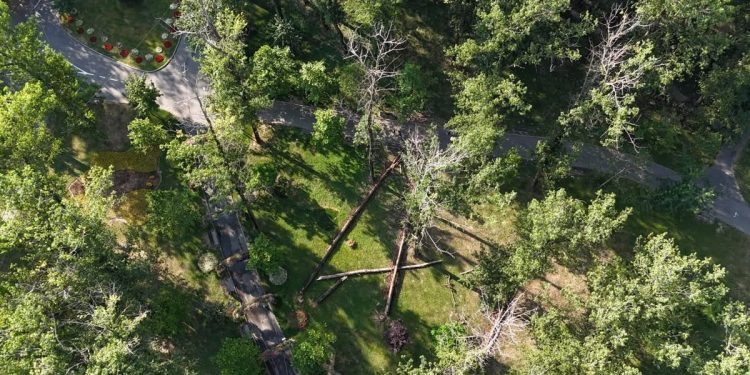 Lucrări de tăiere a arborilor uscați în Parcul Lunca Argeșului