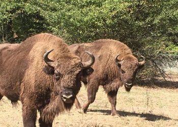 Ziua Internațională a Grădinilor Zoologice – sâmbătă, 9 august 2025: intrare gratuită la Grădina Zoologică Pitești! 