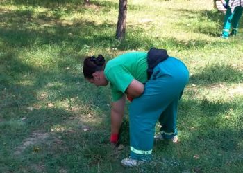 Acțiuni pentru combaterea ambroziei în Pitești
