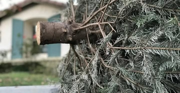 Campanie de colectare a brazilor de Crăciun, în Pitești!