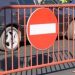 Restricție de circulație ca urmare a unui eveniment rutier, pe DEx 12, km. 111, sensul spre Slatina