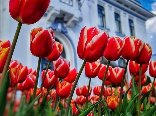 Simfonia Lalelelor, mai mult ca niciodată: zece zile de festival, în 2026!