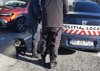 Controale ale Poliției Locale Pitești în parcuri: sancțiuni pentru proprietarii care nu strâng după câini