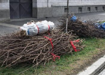 Ștefănești: Acțiunea de colectare a deșeurilor vegetale este în curs