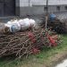 Ștefănești: Acțiunea de colectare a deșeurilor vegetale este în curs