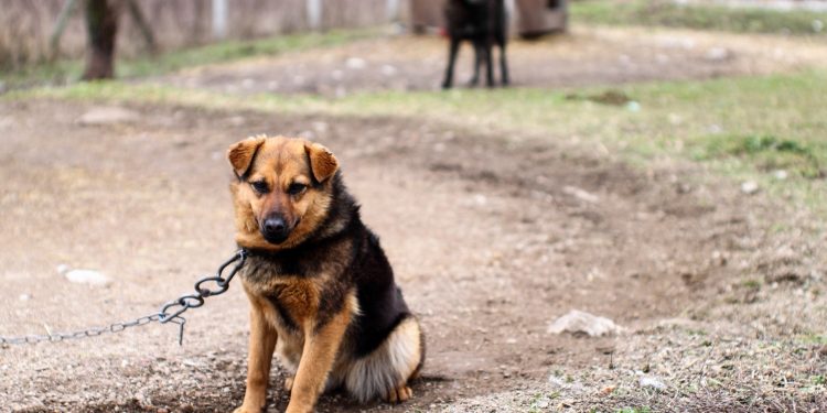 Proiect: Ținerea câinilor legați, limitată la cel mult două ore pe zi și doar în anumite condiții