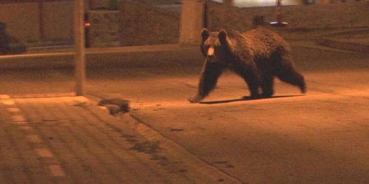 Ursul dă târcoale comunei Bradu. Dan Stroe: Evitați deplasările și sunați imediat la 112