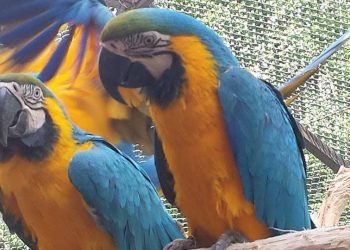 Program special, de Paște, la Grădina Zoologică Pitești