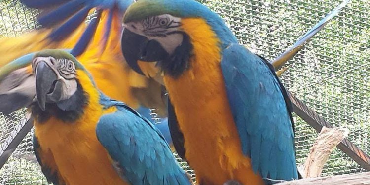 Program special, de Paște, la Grădina Zoologică Pitești