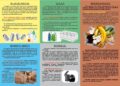 Colectarea deșeurilor biodegradabile în Pitești. Ce trebuie să știe locuitorii