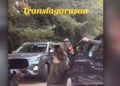 Turist atacat de o ursoaică pe Transfăgărășan, după ce a încercat să o hrănească din mașină