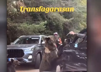 Turist atacat de o ursoaică pe Transfăgărășan, după ce a încercat să o hrănească din mașină