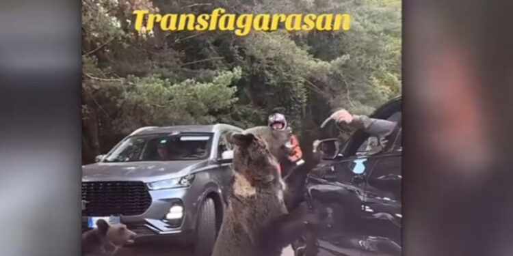 Turist atacat de o ursoaică pe Transfăgărășan, după ce a încercat să o hrănească din mașină